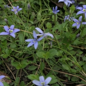 Isotoma fluviatilis subsp. australis at Yass River, NSW - 20 Jan 2022