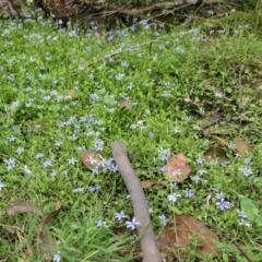 Isotoma fluviatilis subsp. australis at Yass River, NSW - 20 Jan 2022