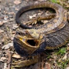 Pogona barbata (Eastern Bearded Dragon) at Acton, ACT - 11 Jan 2022 by MarkT