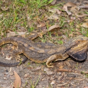 Pogona barbata at Acton, ACT - 12 Jan 2022