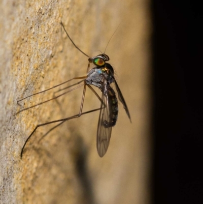 Heteropsilopus sp. (genus) (A long legged fly) at Acton, ACT - 13 Jan 2022 by MarkT