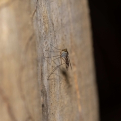 Heteropsilopus sp. (genus) at Acton, ACT - 13 Jan 2022