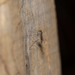 Heteropsilopus sp. (genus) at Acton, ACT - 13 Jan 2022