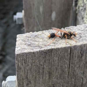 Sceliphron formosum at Gungahlin, ACT - 20 Jan 2022