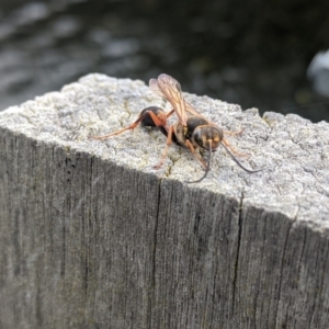 Sceliphron formosum at Gungahlin, ACT - 20 Jan 2022