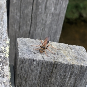 Sceliphron formosum at Gungahlin, ACT - 20 Jan 2022