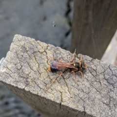 Sceliphron formosum at Gungahlin, ACT - 20 Jan 2022