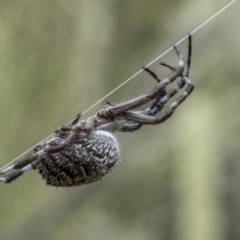 Backobourkia sp. (genus) (An orb weaver) at Gigerline Nature Reserve - 19 Jan 2022 by trevsci