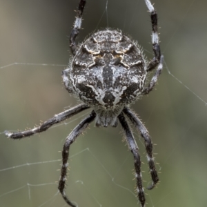 Backobourkia sp. (genus) at Tennent, ACT - 19 Jan 2022