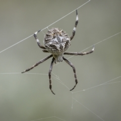 Backobourkia sp. (genus) at Tennent, ACT - 19 Jan 2022