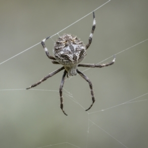 Backobourkia sp. (genus) at Tennent, ACT - 19 Jan 2022