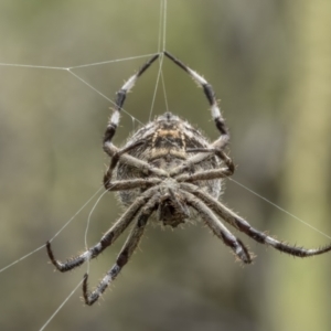 Backobourkia sp. (genus) at Tennent, ACT - 19 Jan 2022