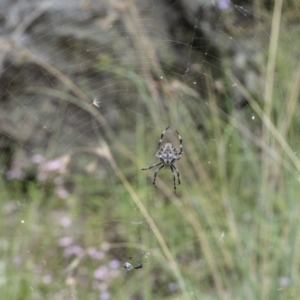 Backobourkia sp. (genus) at Tennent, ACT - 19 Jan 2022