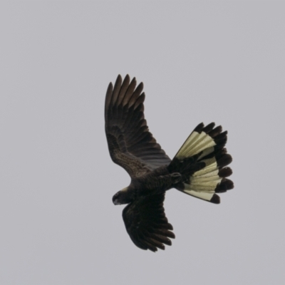 Zanda funerea (Yellow-tailed Black-Cockatoo) at Gigerline Nature Reserve - 19 Jan 2022 by trevsci