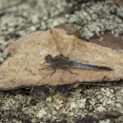 Orthetrum caledonicum (Blue Skimmer) at Gigerline Nature Reserve - 19 Jan 2022 by trevsci