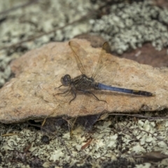Orthetrum caledonicum (Blue Skimmer) at Tennent, ACT - 19 Jan 2022 by trevsci