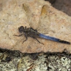 Orthetrum caledonicum at Tennent, ACT - 19 Jan 2022