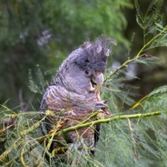 Callocephalon fimbriatum (Gang-gang Cockatoo) at Acton, ACT - 13 Jan 2022 by MarkT