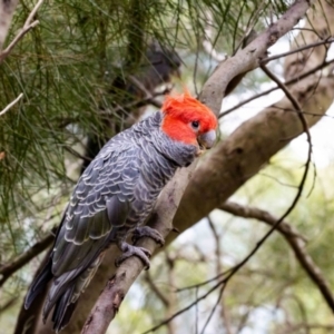 Callocephalon fimbriatum at Acton, ACT - suppressed