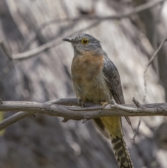 Cacomantis flabelliformis at Williamsdale, NSW - 19 Jan 2022