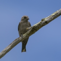 Artamus cyanopterus (Dusky Woodswallow) at Tennent, ACT - 19 Jan 2022 by trevsci
