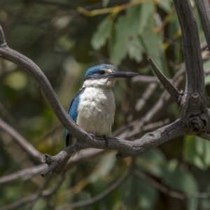 Todiramphus sanctus at Williamsdale, NSW - 19 Jan 2022 02:33 PM