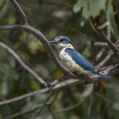 Todiramphus sanctus at Williamsdale, NSW - 19 Jan 2022 02:33 PM