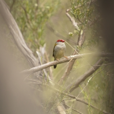Neochmia temporalis (Red-browed Finch) at Gigerline Nature Reserve - 19 Jan 2022 by trevsci