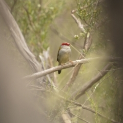Neochmia temporalis (Red-browed Finch) at Tennent, ACT - 19 Jan 2022 by trevsci
