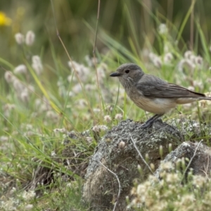 Pachycephala rufiventris at Tennent, ACT - 19 Jan 2022