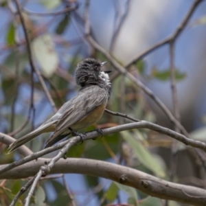 Pachycephala rufiventris at Tennent, ACT - 19 Jan 2022