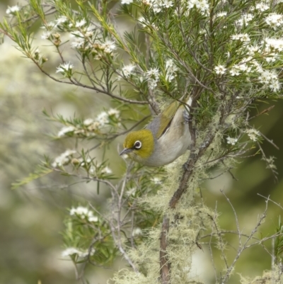 Zosterops lateralis (Silvereye) at Gigerline Nature Reserve - 19 Jan 2022 by trevsci