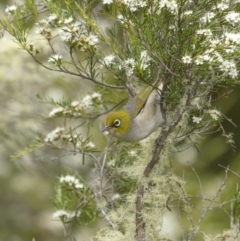 Zosterops lateralis (Silvereye) at Tennent, ACT - 19 Jan 2022 by trevsci