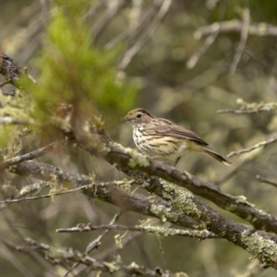 Pyrrholaemus sagittatus (Speckled Warbler) at Tennent, ACT - 19 Jan 2022 by trevsci