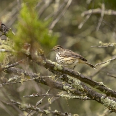 Pyrrholaemus sagittatus (Speckled Warbler) at Gigerline Nature Reserve - 18 Jan 2022 by trevsci