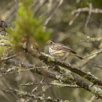 Pyrrholaemus sagittatus (Speckled Warbler) at Tennent, ACT - 18 Jan 2022 by trevsci
