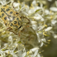 Neorrhina punctata (Spotted flower chafer) at Gigerline Nature Reserve - 19 Jan 2022 by trevsci
