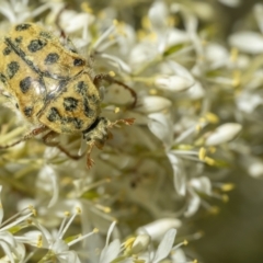 Neorrhina punctatum (Spotted flower chafer) at Tennent, ACT - 19 Jan 2022 by trevsci