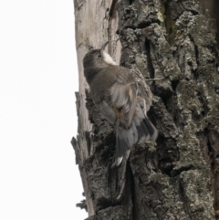 Cormobates leucophaea (White-throated Treecreeper) at Gigerline Nature Reserve - 19 Jan 2022 by trevsci