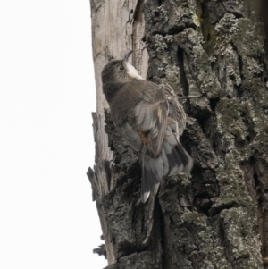 Cormobates leucophaea at Tennent, ACT - 19 Jan 2022