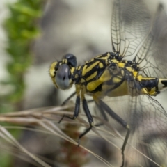 Austrogomphus cornutus (Unicorn Hunter) at Gigerline Nature Reserve - 19 Jan 2022 by trevsci