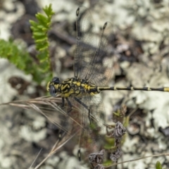 Austrogomphus cornutus at Tennent, ACT - 19 Jan 2022