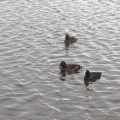 Aythya australis (Hardhead) at Yerrabi Pond - 16 Mar 2021 by chriselidie