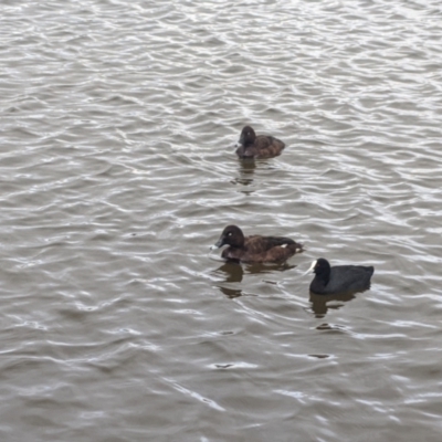 Aythya australis (Hardhead) at Forde, ACT - 16 Mar 2021 by chriselidie