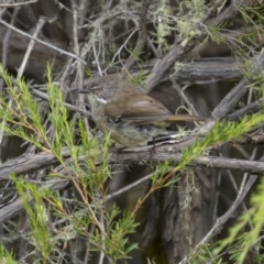 Sericornis frontalis (White-browed Scrubwren) at Tennent, ACT - 19 Jan 2022 by trevsci