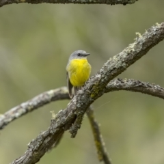 Eopsaltria australis (Eastern Yellow Robin) at Gigerline Nature Reserve - 19 Jan 2022 by trevsci