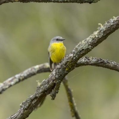 Eopsaltria australis (Eastern Yellow Robin) at Tennent, ACT - 19 Jan 2022 by trevsci