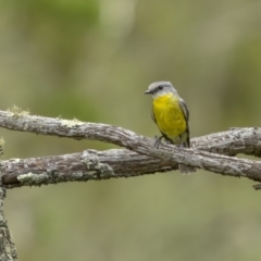 Eopsaltria australis at Tennent, ACT - 19 Jan 2022