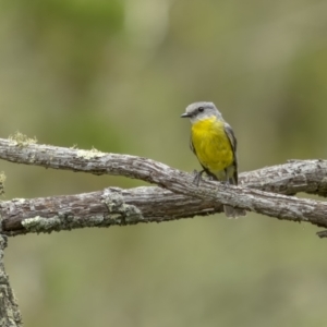 Eopsaltria australis at Tennent, ACT - 19 Jan 2022