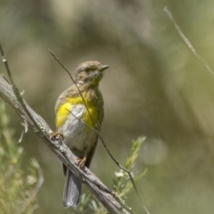 Eopsaltria australis at Tennent, ACT - 19 Jan 2022